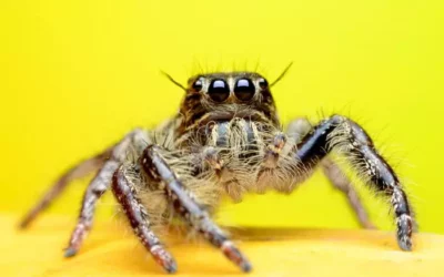 Canopy Jumping Spider For Sale [2022]