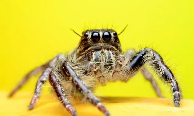Canopy Jumping Spider For Sale [2022]