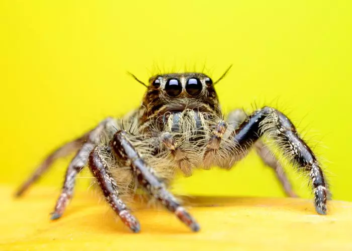 Canopy Jumping Spider For Sale Complete Guide